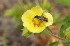 Hylaeus basalis