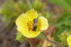 Hylaeus basalis