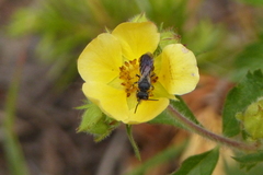 Hylaeus basalis