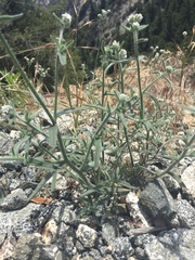 Johnstonella micromeres