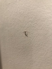 Caloptilia bimaculatella