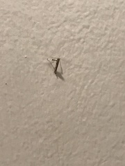 Caloptilia bimaculatella