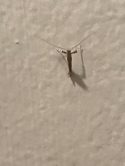 Caloptilia bimaculatella