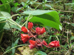 Salvia libanensis