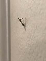 Caloptilia bimaculatella