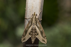 Hippotion velox