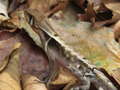 Stenocercus erythrogaster