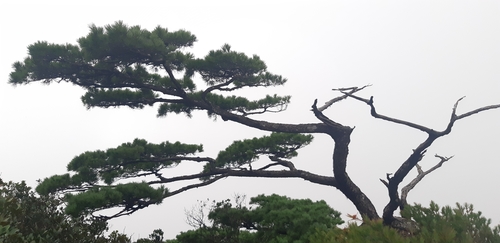 Pinus dalatensis