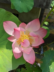 Nelumbonaceae