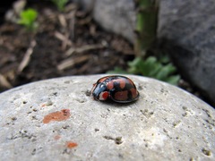 Aiolocaria hexaspilota