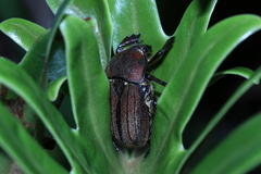 Cosmiomorpha similis