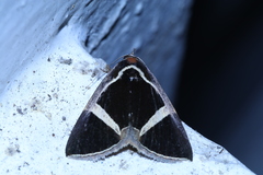Fodina contigua