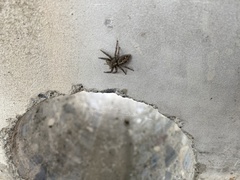 Plexippus paykulli