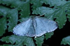 Idaea costiguttata