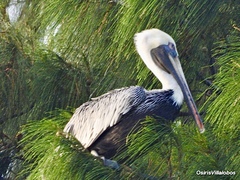 Pelecanus occidentalis
