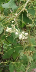 Antigonon flavescens