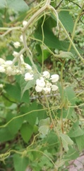 Antigonon flavescens