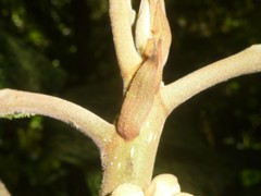 Carpotroche platyptera
