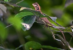 Elliot's Forest Lizard photo 5