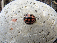 Aiolocaria hexaspilota