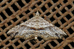 Hypenagonia