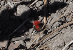 Dasymutilla flammifera