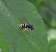 Temnostoma excentrica