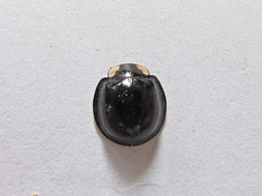 Aiolocaria hexaspilota