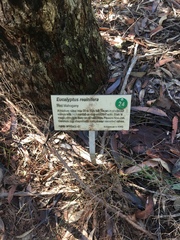 Eucalyptus resinifera