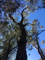 Eucalyptus resinifera