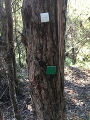 Eucalyptus resinifera