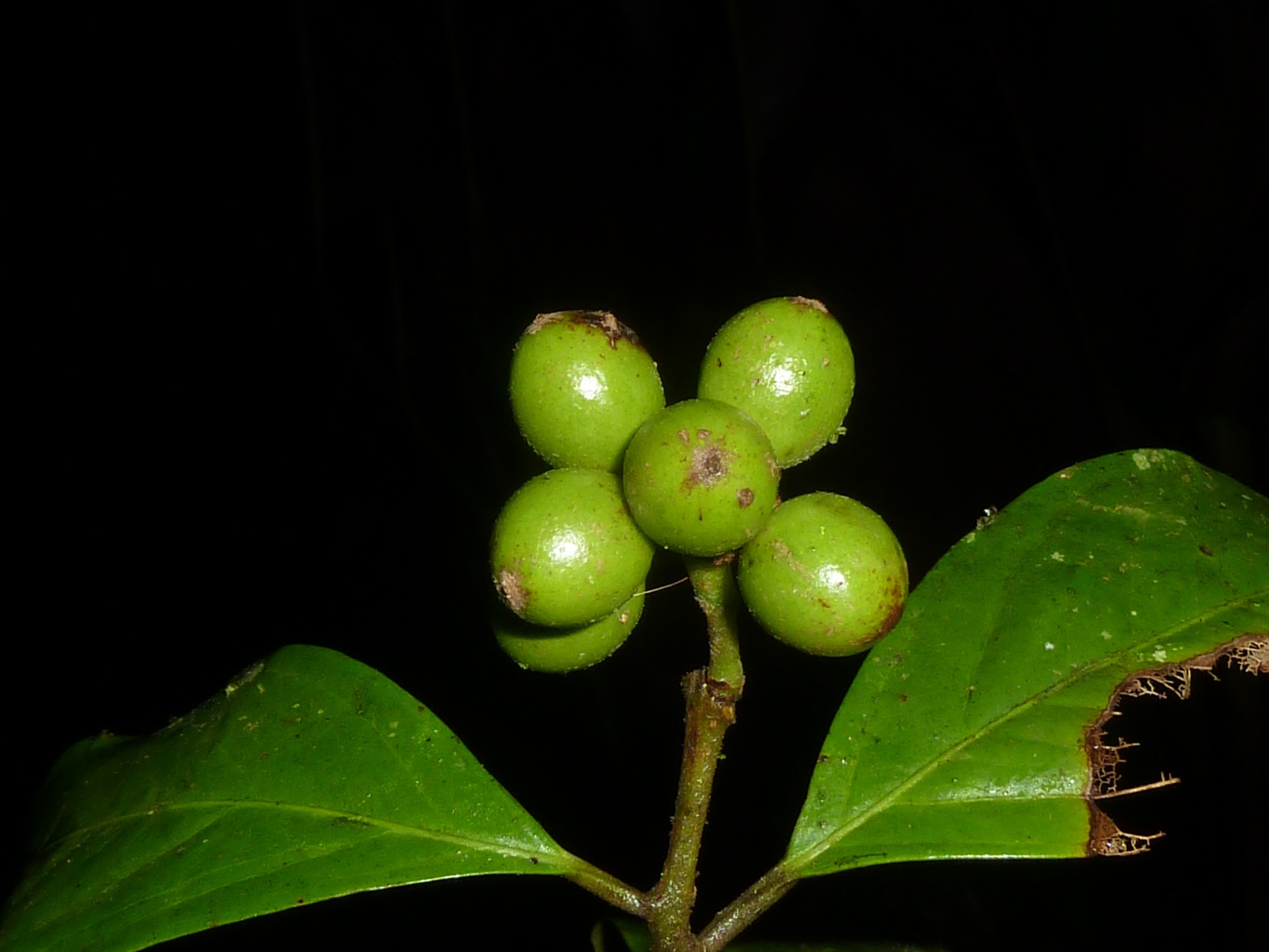 Mollinedia