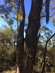 Eucalyptus piperita