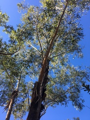 Eucalyptus piperita