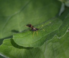 Polytribax contiguus