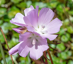 Sidalcea calycosa rhizomata