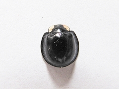 Aiolocaria hexaspilota