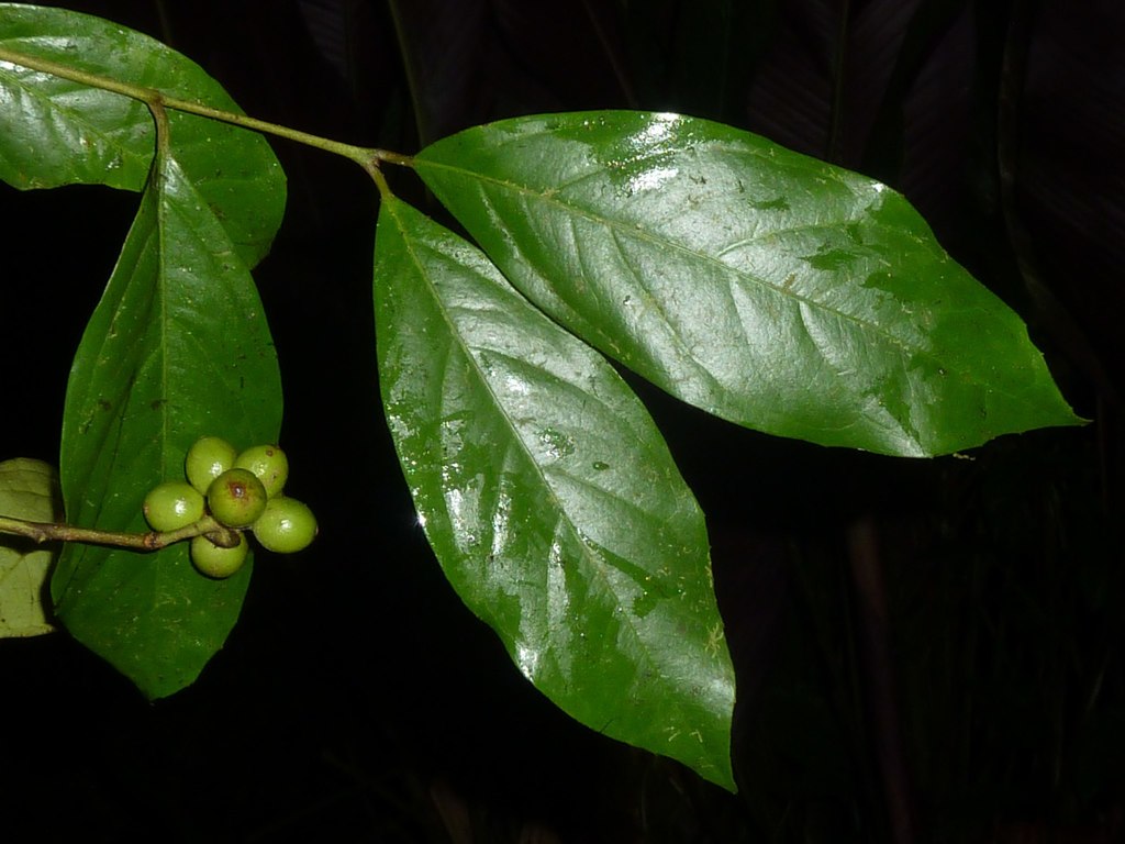 Mollinedia viridiflora