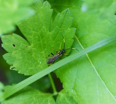 Polytribax contiguus