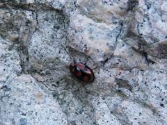 Aiolocaria hexaspilota