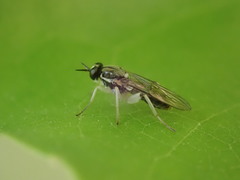 Solva pallipes