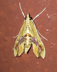 Agathodes monstralis