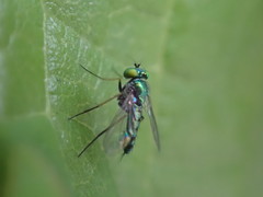 Condylostylus caudatus