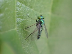 Condylostylus caudatus