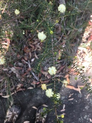 Acacia ulicifolia