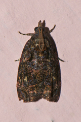 Gatesclarkeana idia