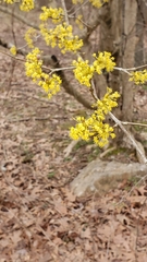 Cornus