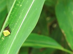 Araneus viridiventris