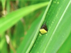 Araneus viridiventris