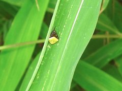 Araneus viridiventris